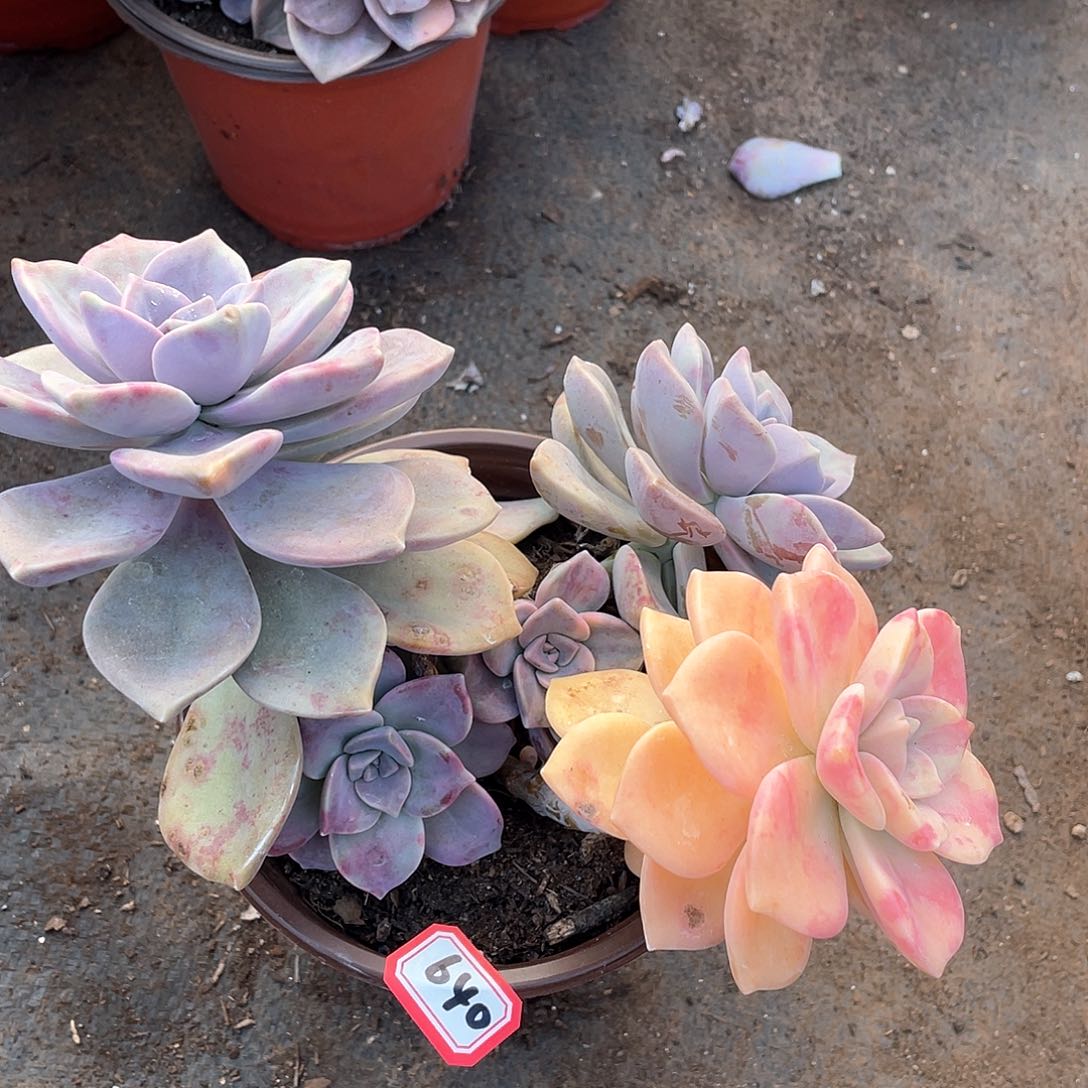 640紫乐锦一物一拍多肉