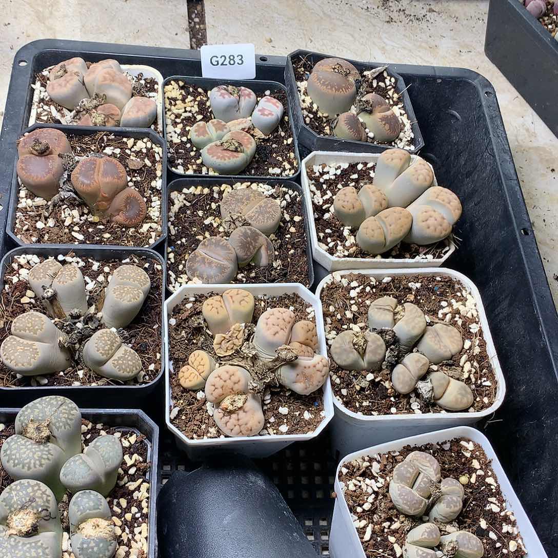 新**选G283多肉植物保护研究所