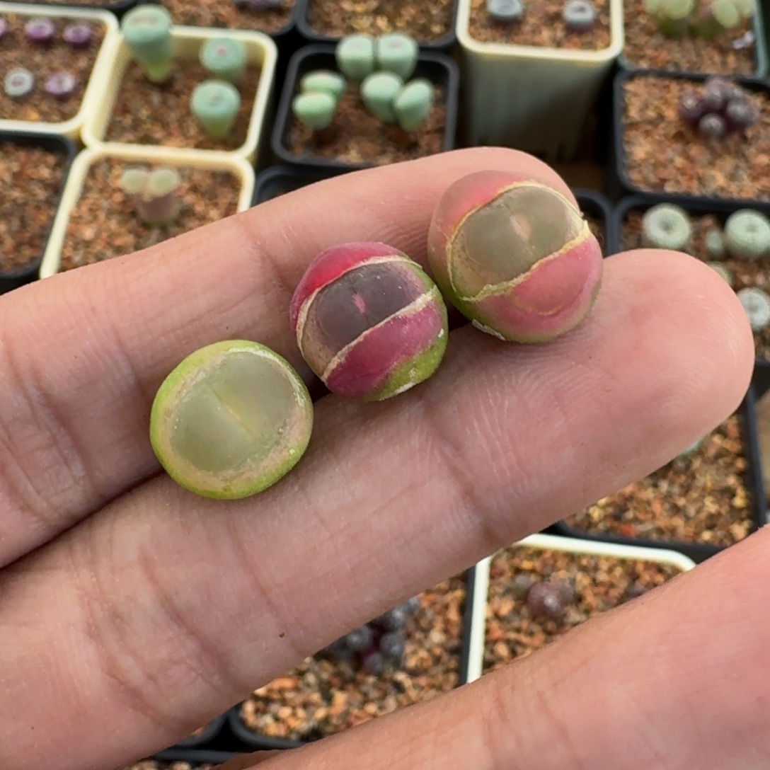 碎***冰云缦精品番杏31.44 