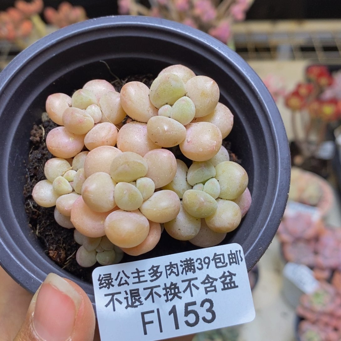 153萤火虫多肉6c m