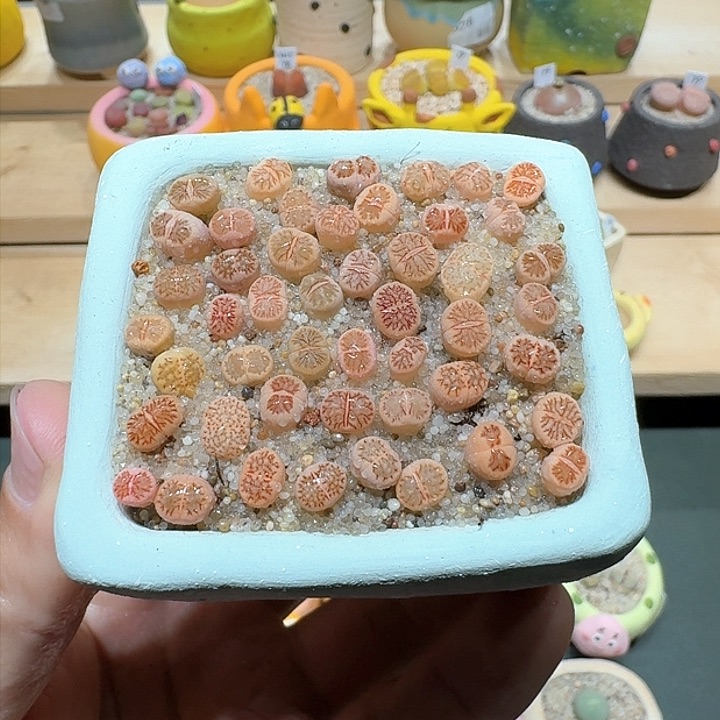 红陶蘑菇850菊纹