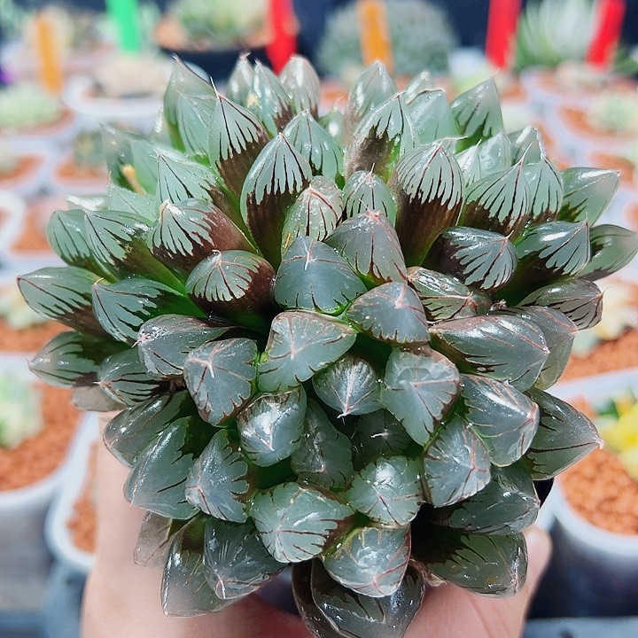 十二卷多肉水晶玉露