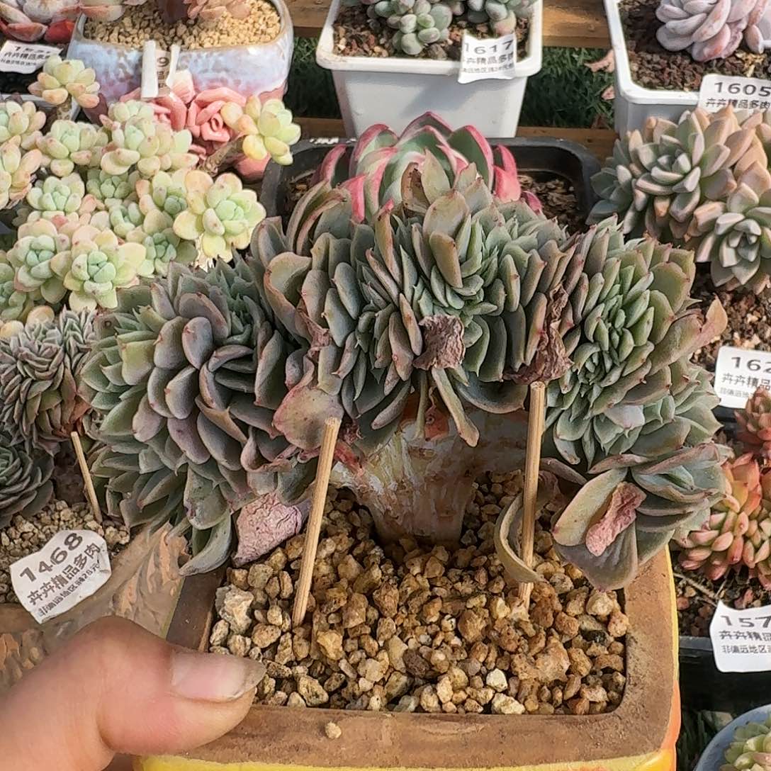 1636一物一拍（满28包邮）