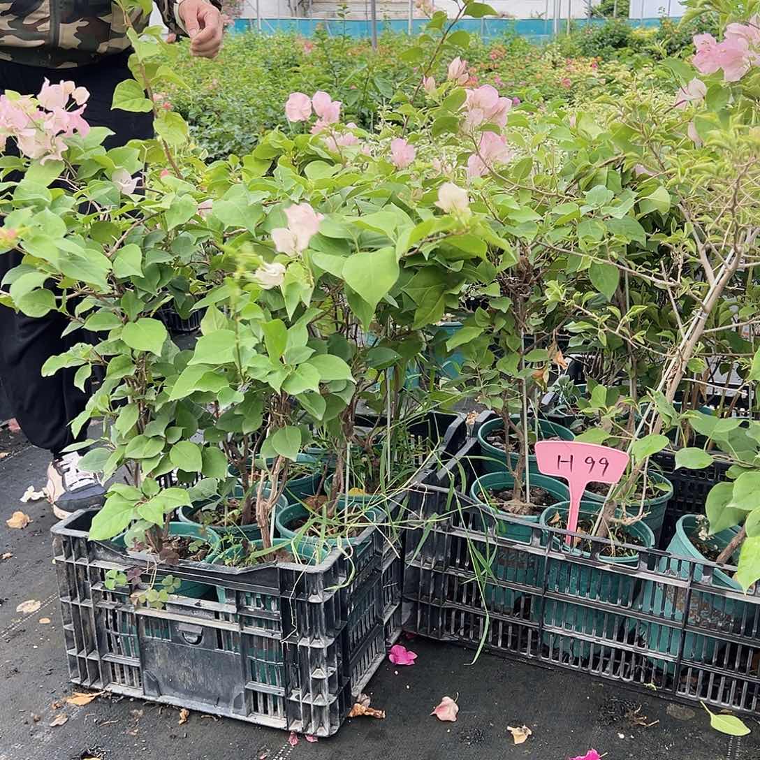 当前无花栽培后可以开花H99一棵