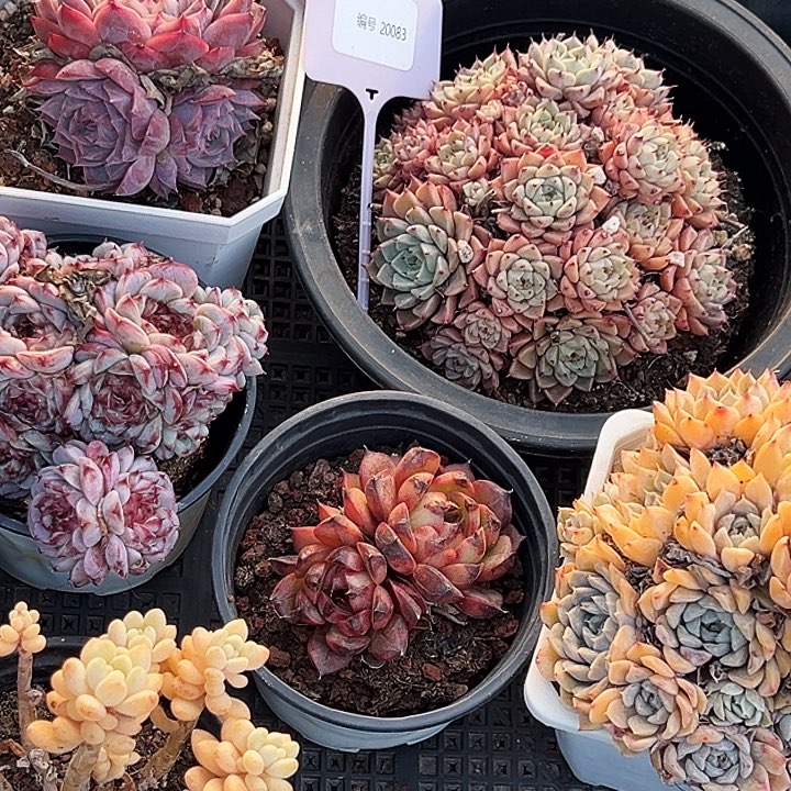 P***e    框拍     20083号