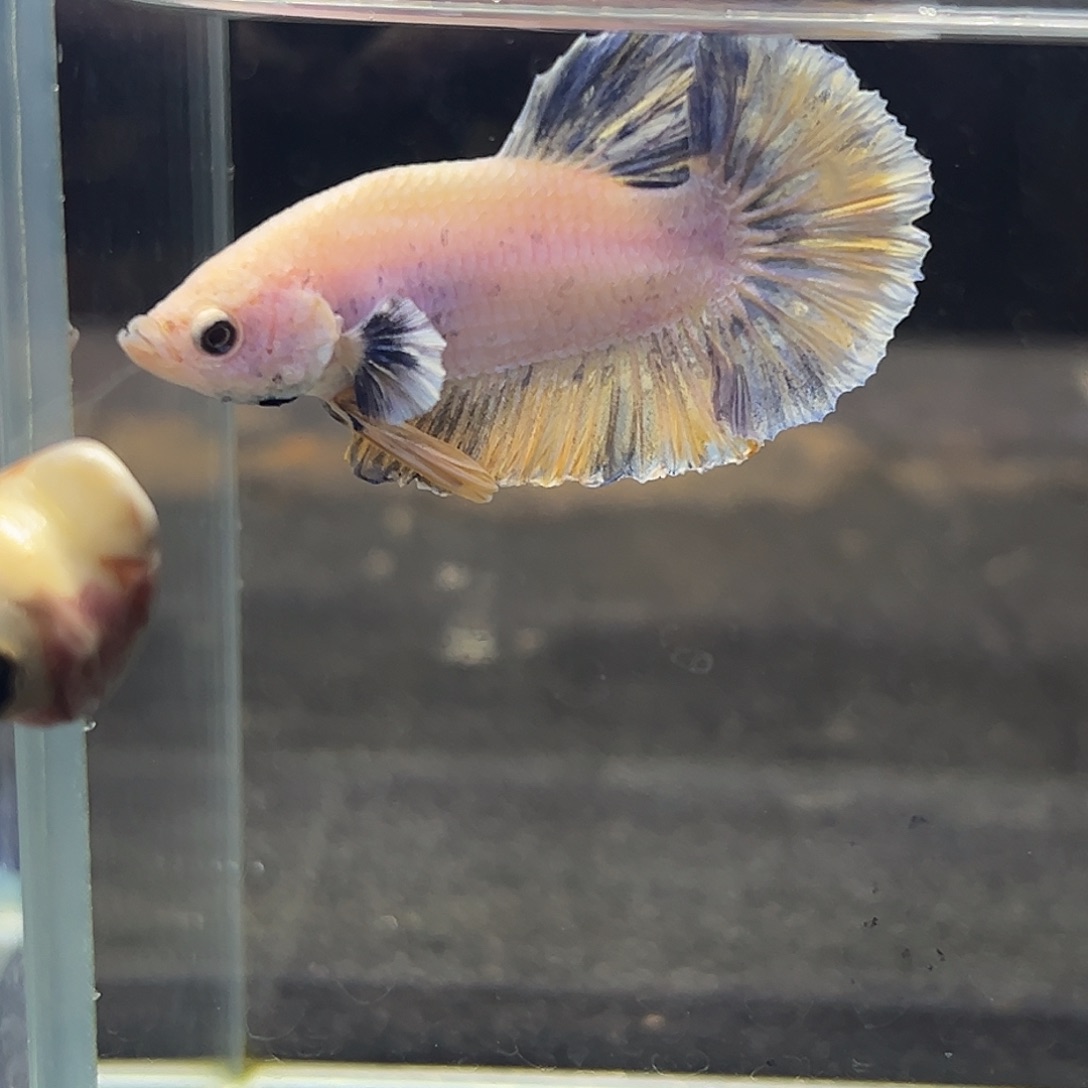 斗鱼40号梵高油画将军