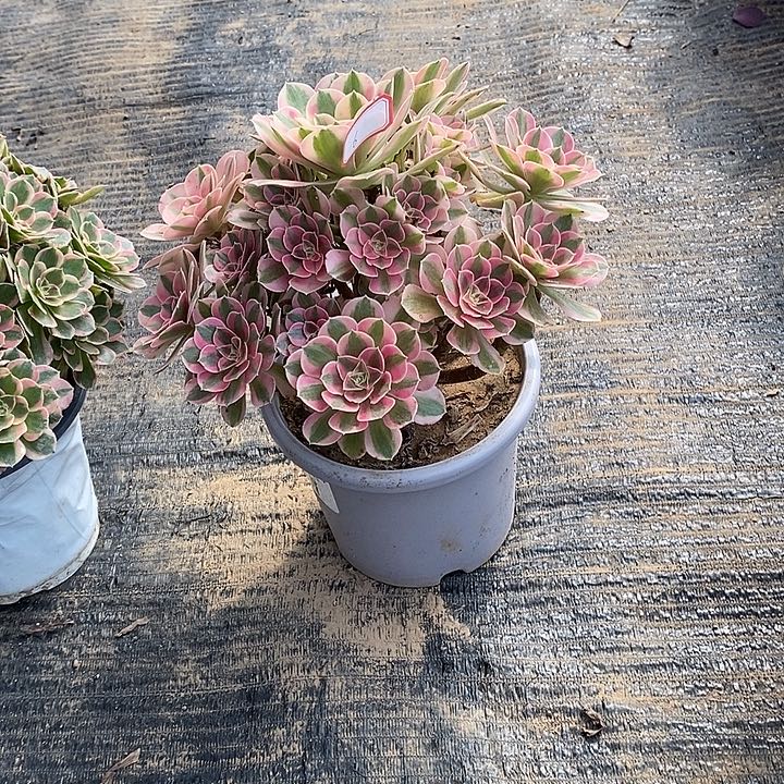 6号粉女巫多肉法师多肉法师