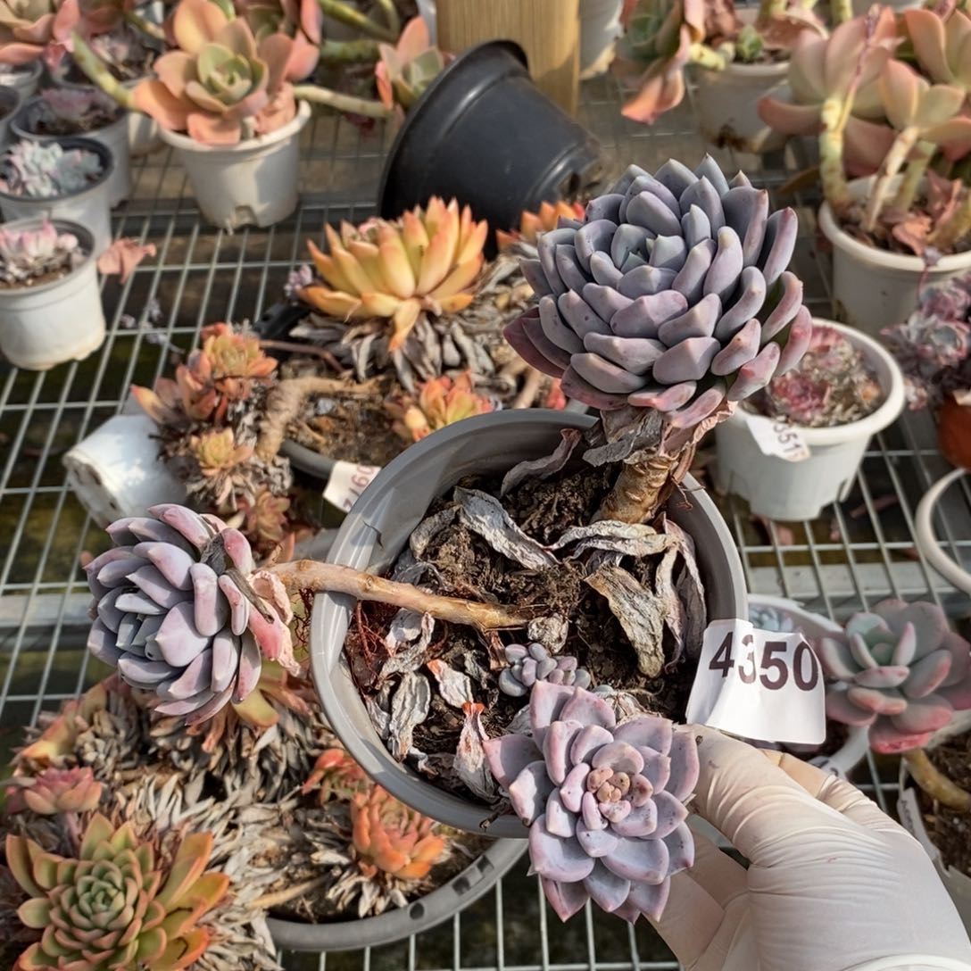 4350胖美人一物一拍