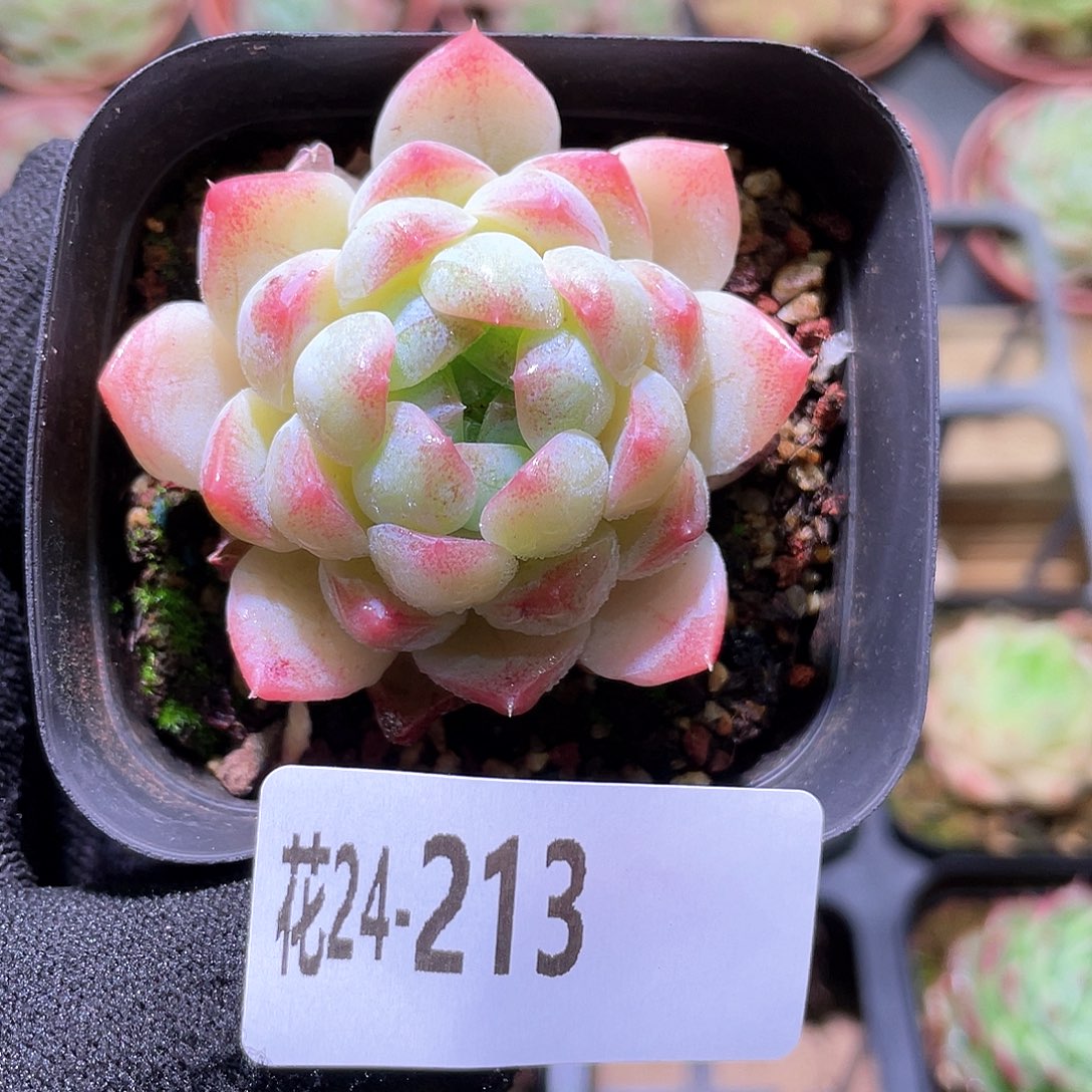 花利美24-213明月心