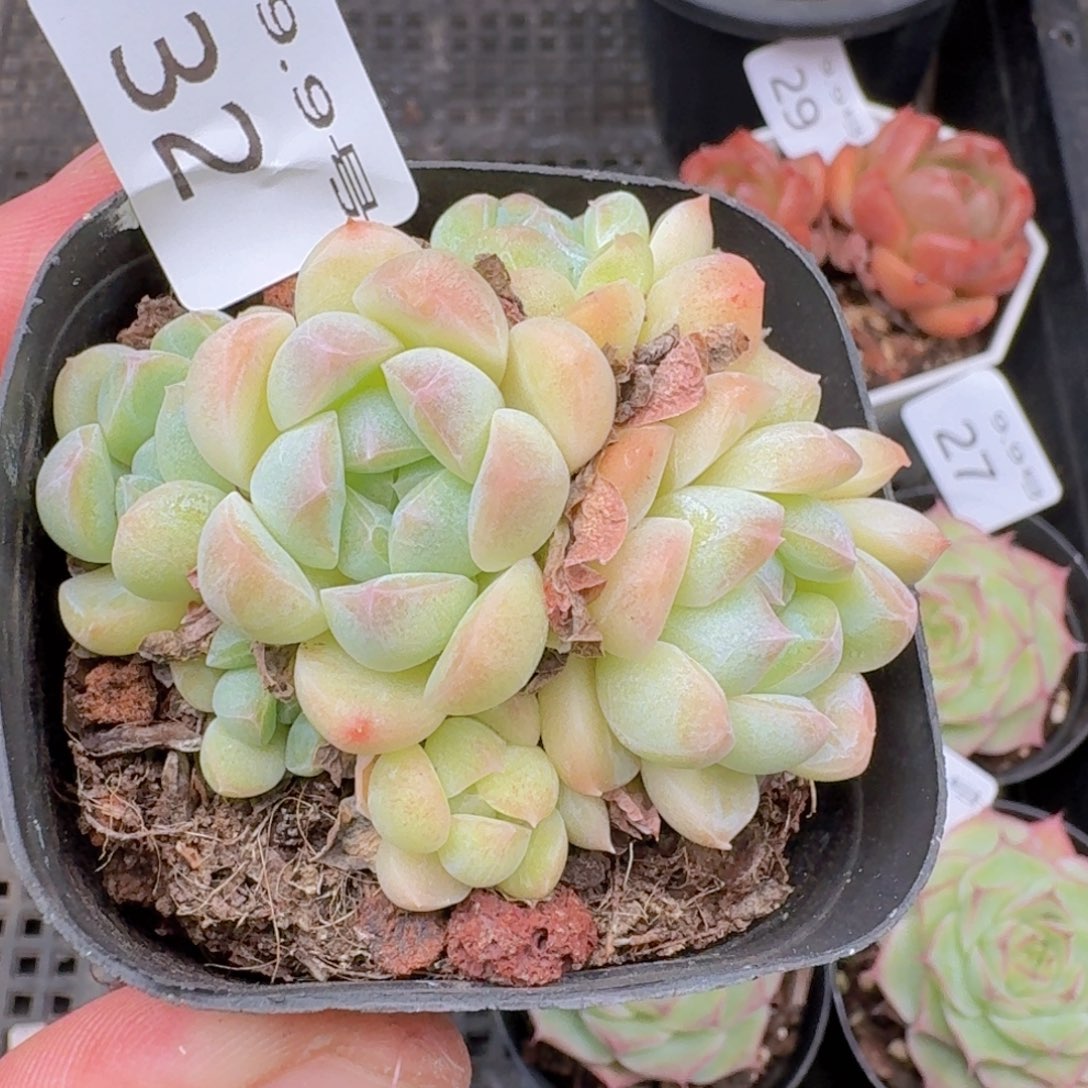 白桃汽水群一颗脱土