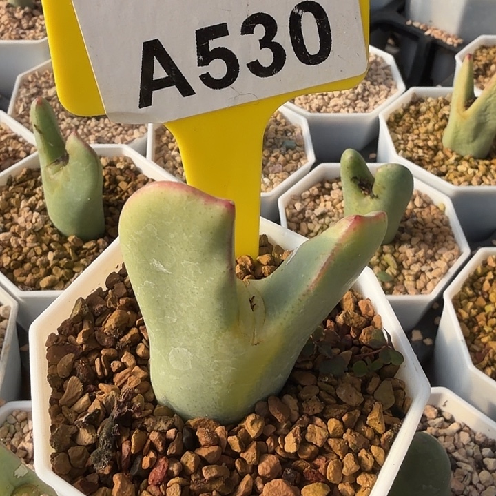 真***乖530mmnmnnnnjjjjjnn