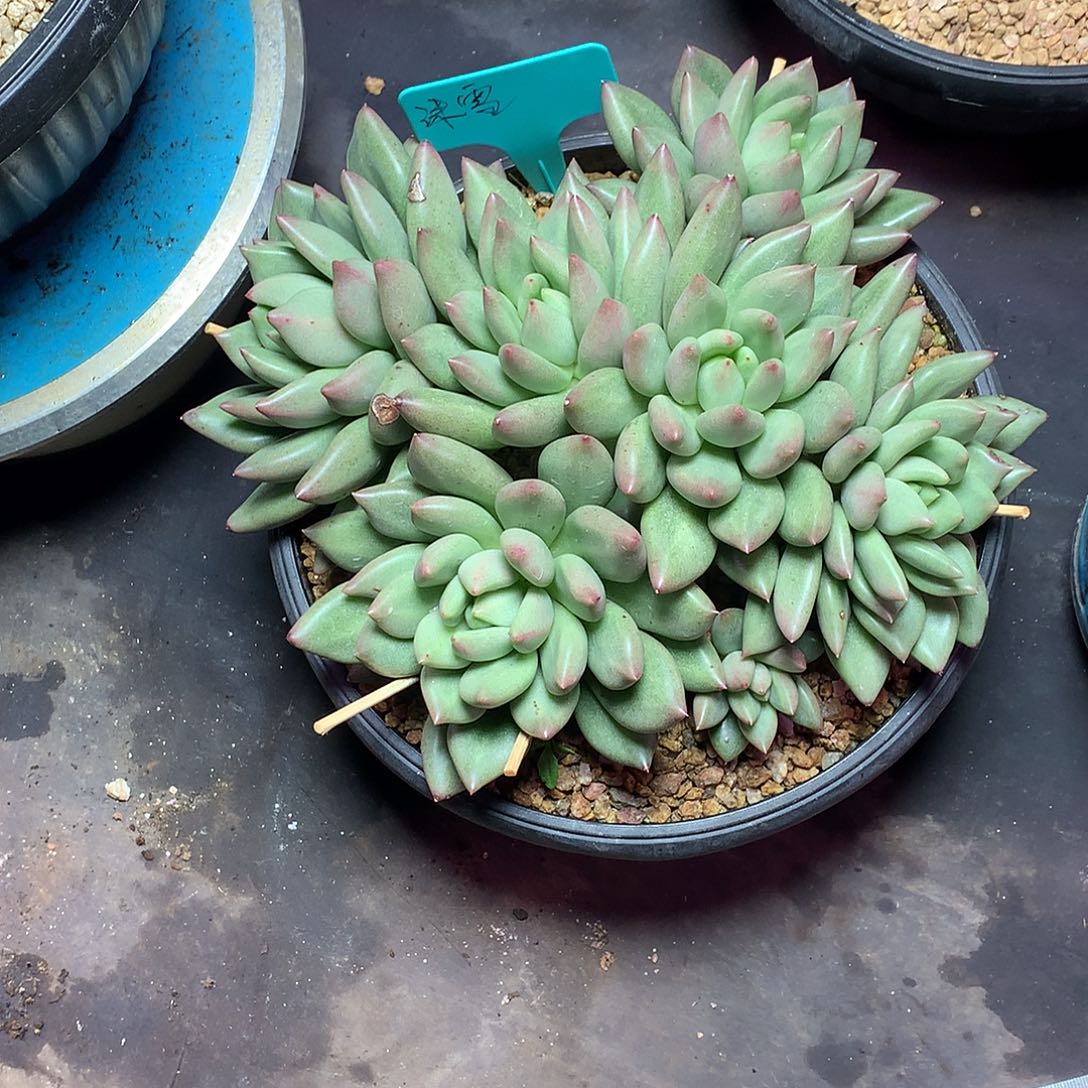 沫***雪哈哈哈哈哈哈哈哈哈哈