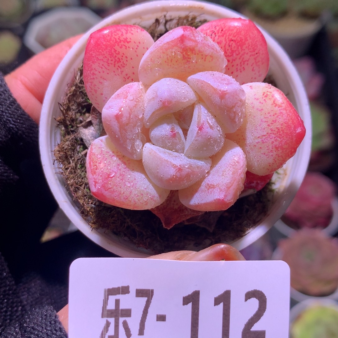 乐然 7-112 冰玉单头 