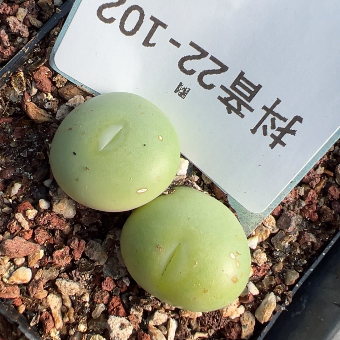 穗****22-102肉锥多肉植物，