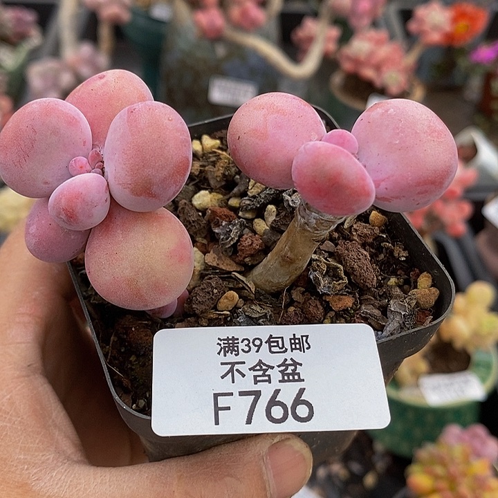 腰子桃蛋老桩766多肉植物