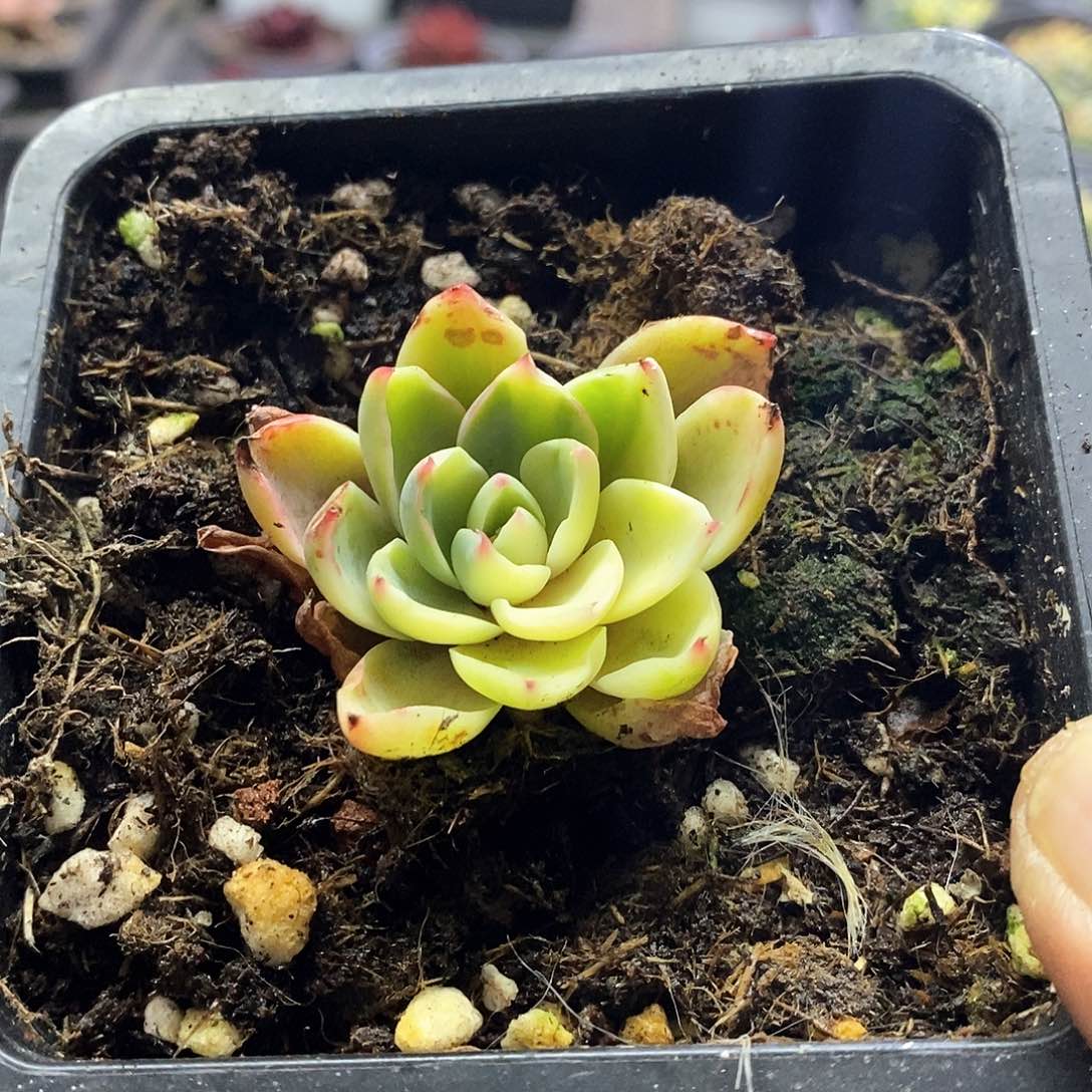 1464多肉赫拉花脸锦