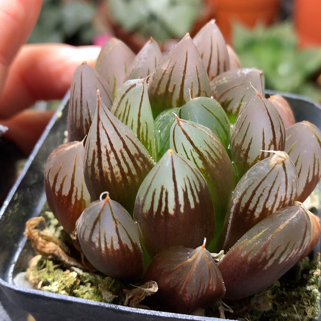 玉露带盆土德国tjjxjlow