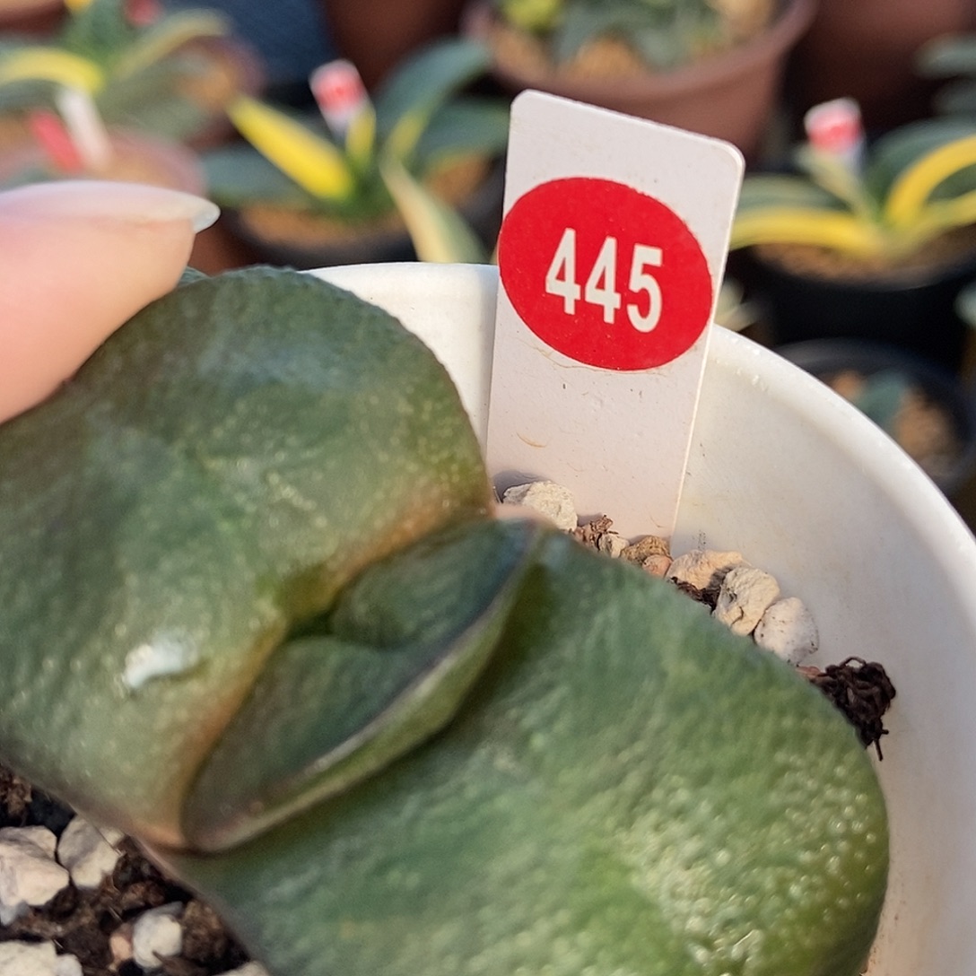 贤***狼445卧牛实生带盆发货