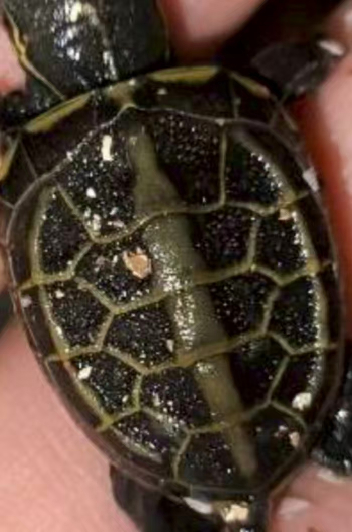 活体中华草龟宠物外塘冷水观赏金线龟苗