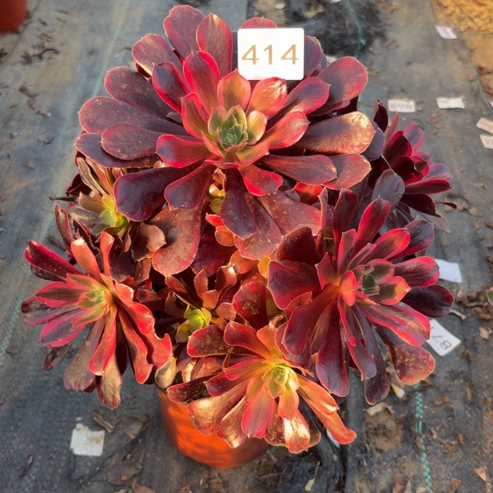 蒙娜丽莎多肉植物不包损414