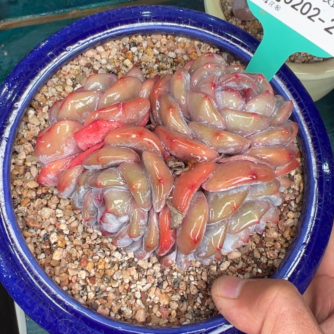 多肉一物一拍0202-281