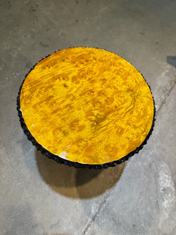 黄金樟 干炮台  直径37公分  