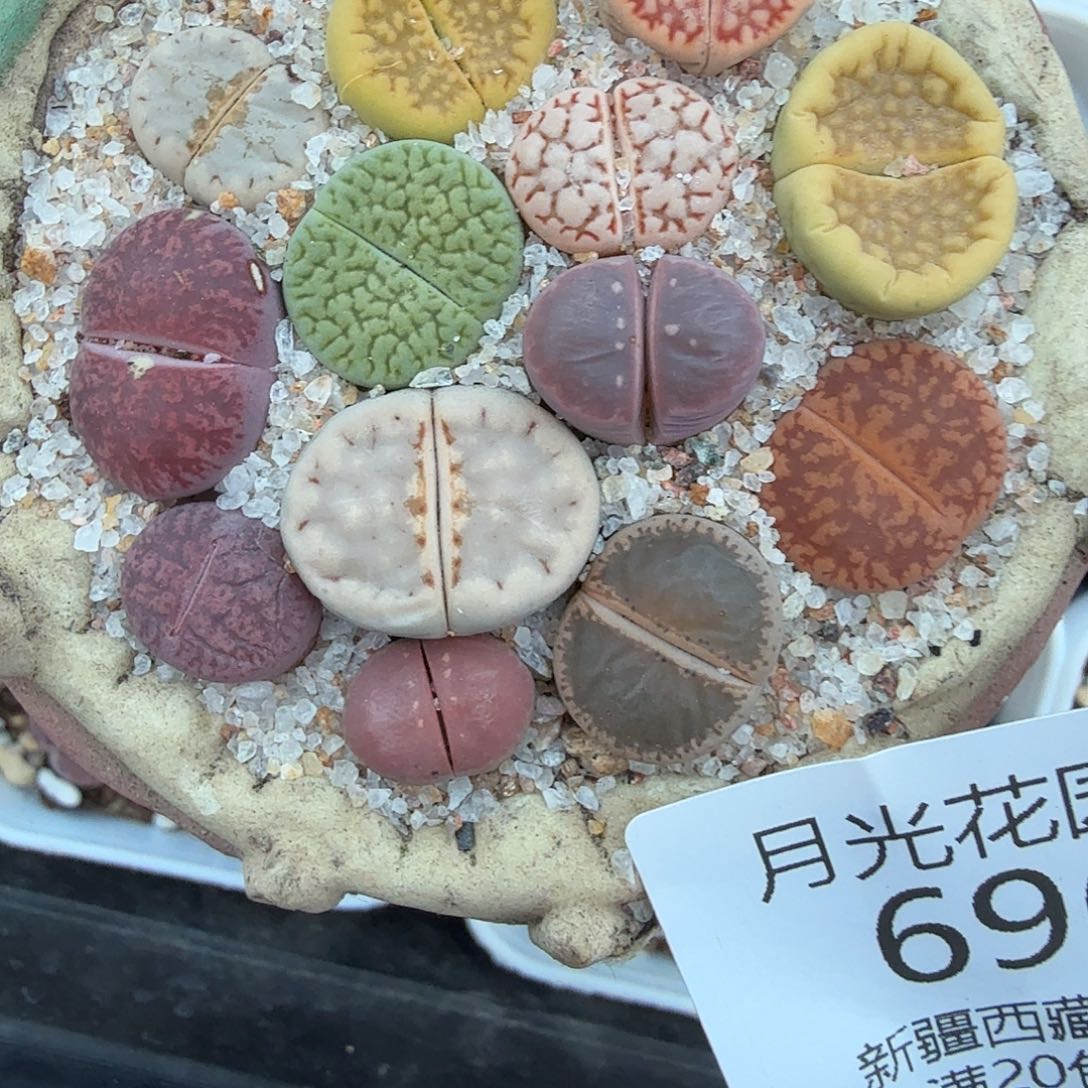 好喜欢看肖蘸唱歌跳舞696哈哈