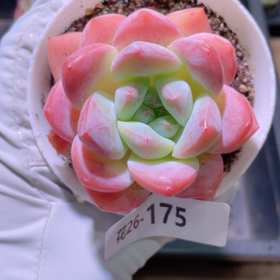 花利美26-175刚毅