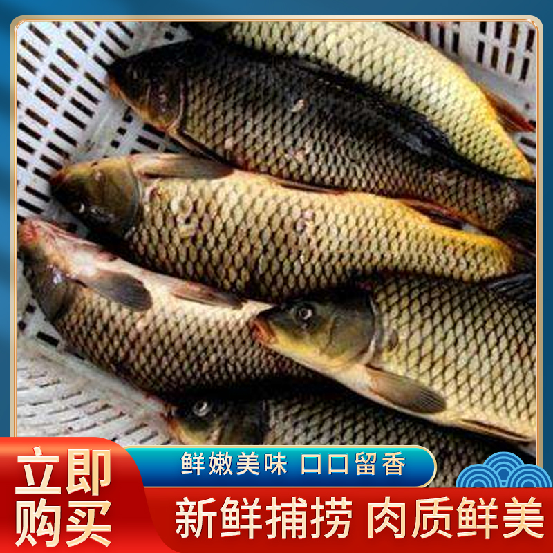 东北野生鲤鱼7-8斤（1-2）条 口感细腻 美味至极 顺丰包邮