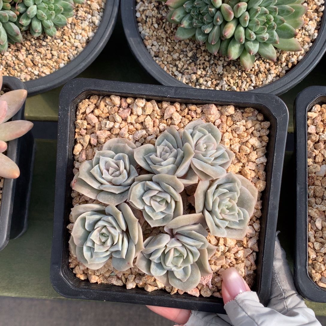可爱玫瑰 多头 一颗  
