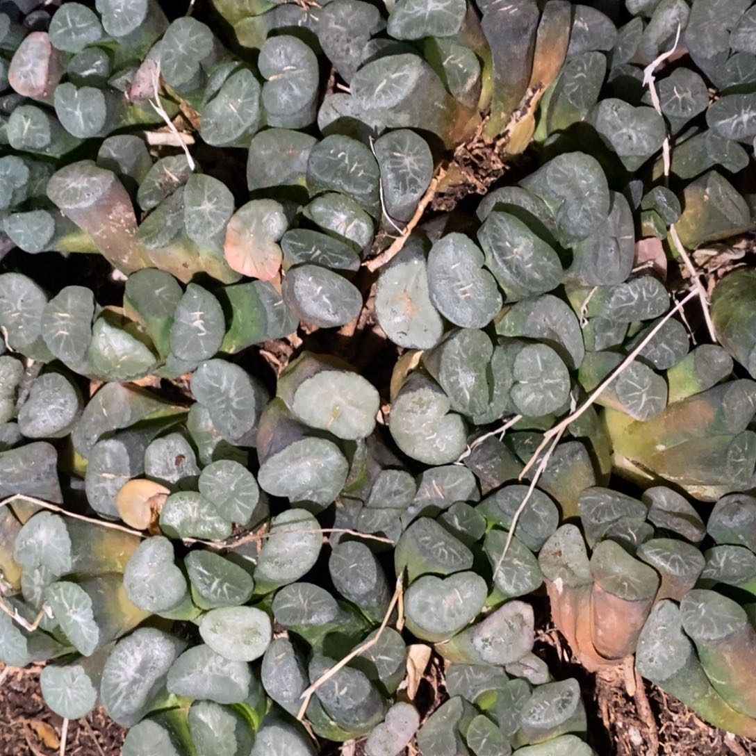 1336 一颗实生超大万象 