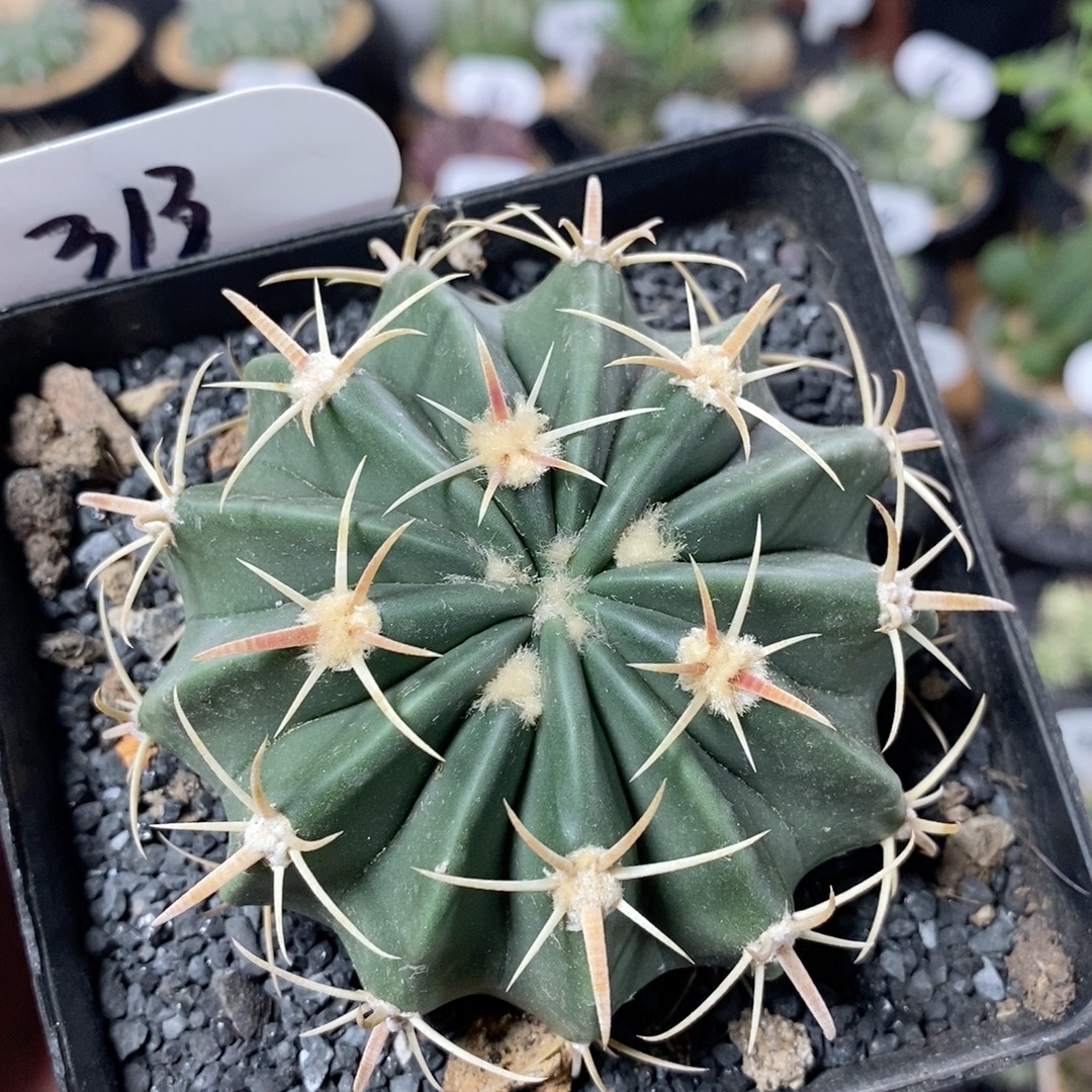 313号实生凌波仙人球7.5cm