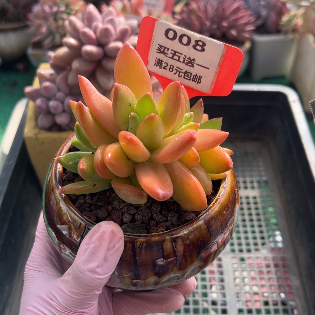 表妹精品多肉植物008.