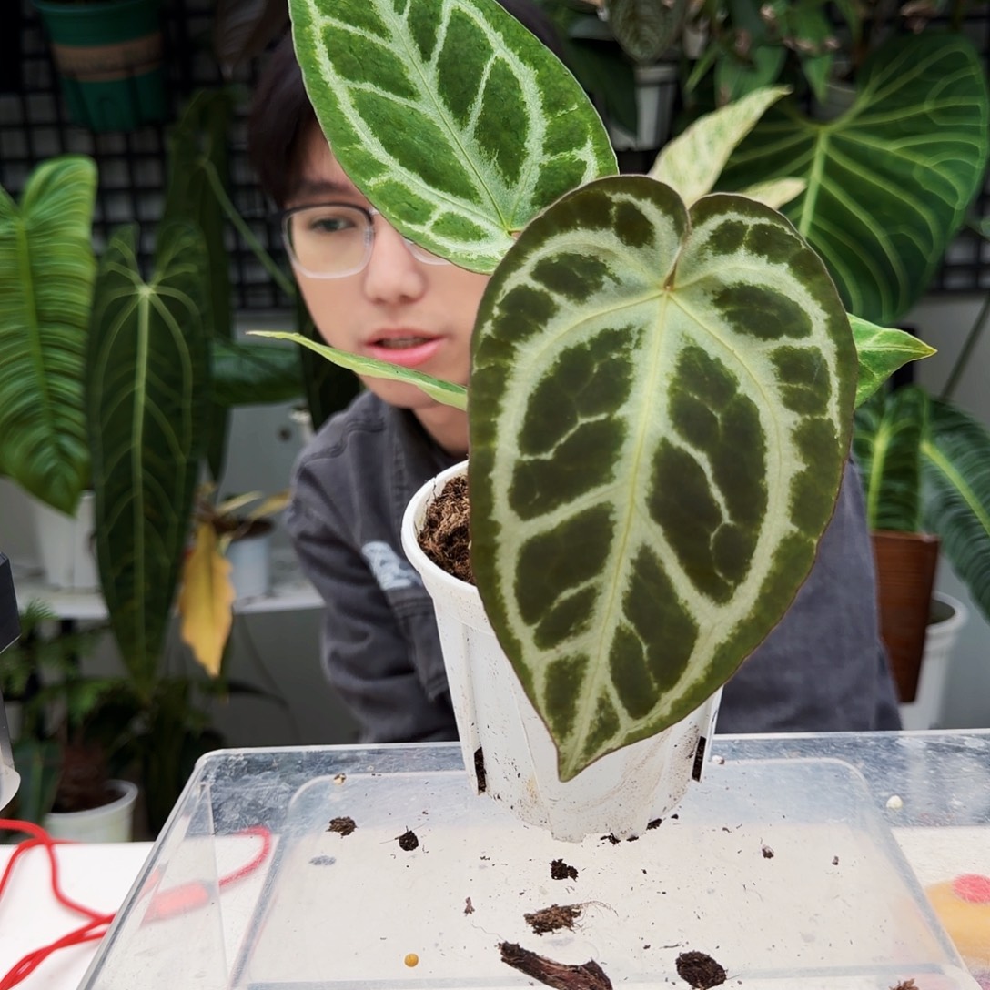 不开花植物T179撕裂银狂杂