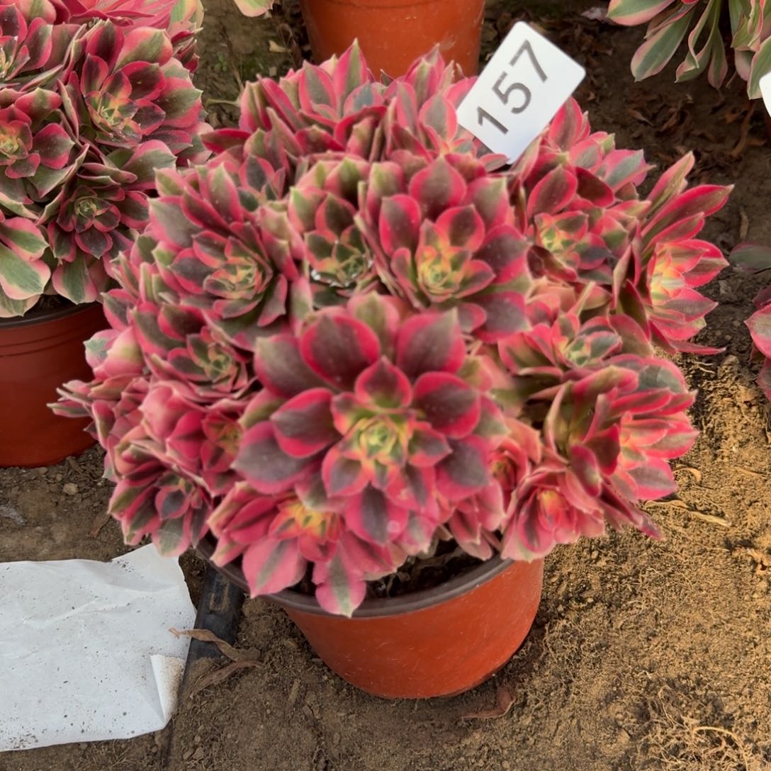 妖月法师157号法师多肉法师