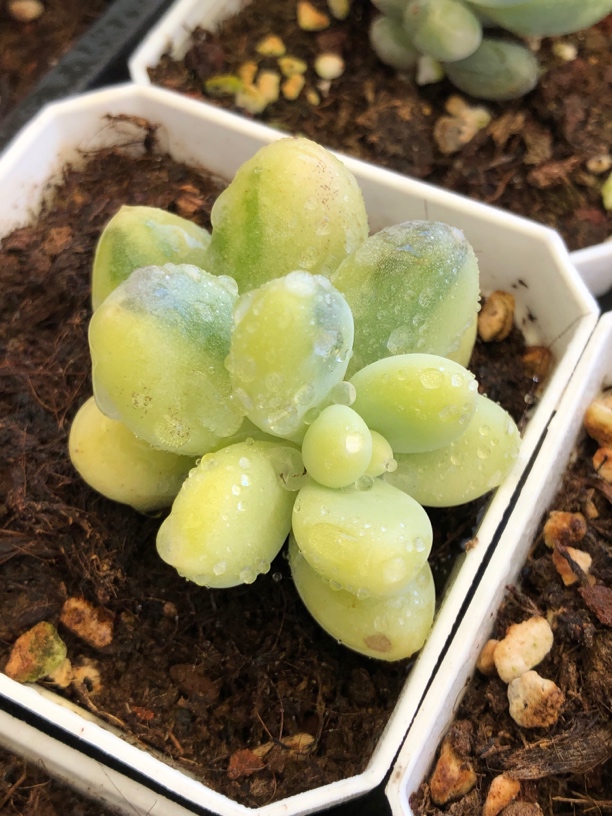 带锦奶酪锦系列多肉植物