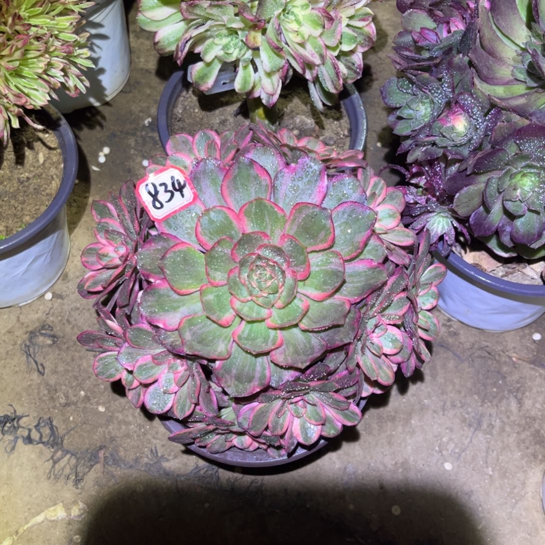 834多肉植物纳福法师