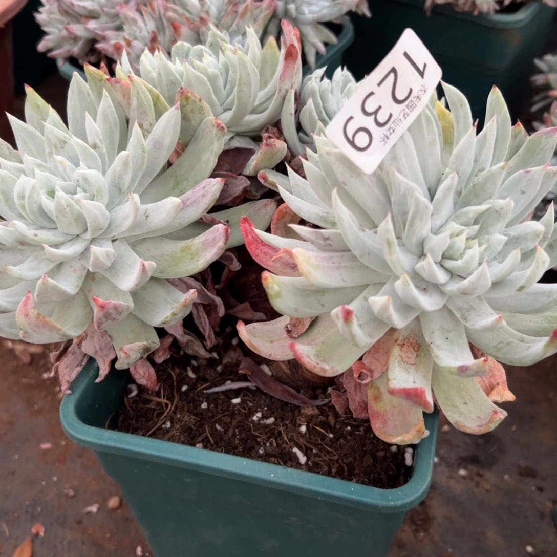 谁****钱帕翠沙仙女杯多肉。