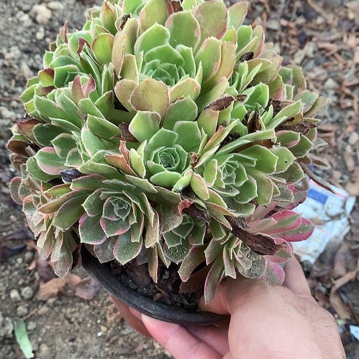 532安娜锦多肉植物