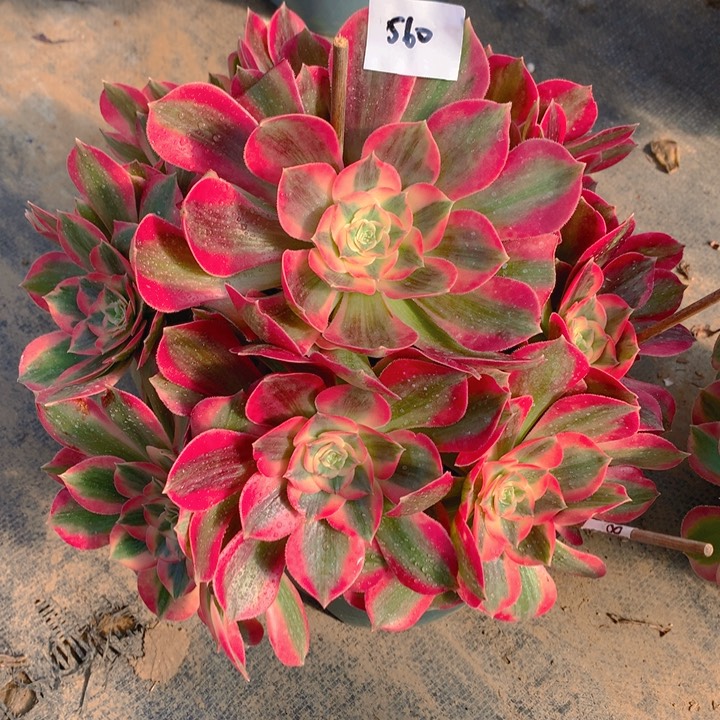 冬*姐560粉女妖精品法师多肉