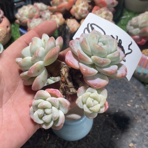 阿德俄专拍冰玉老桩群生