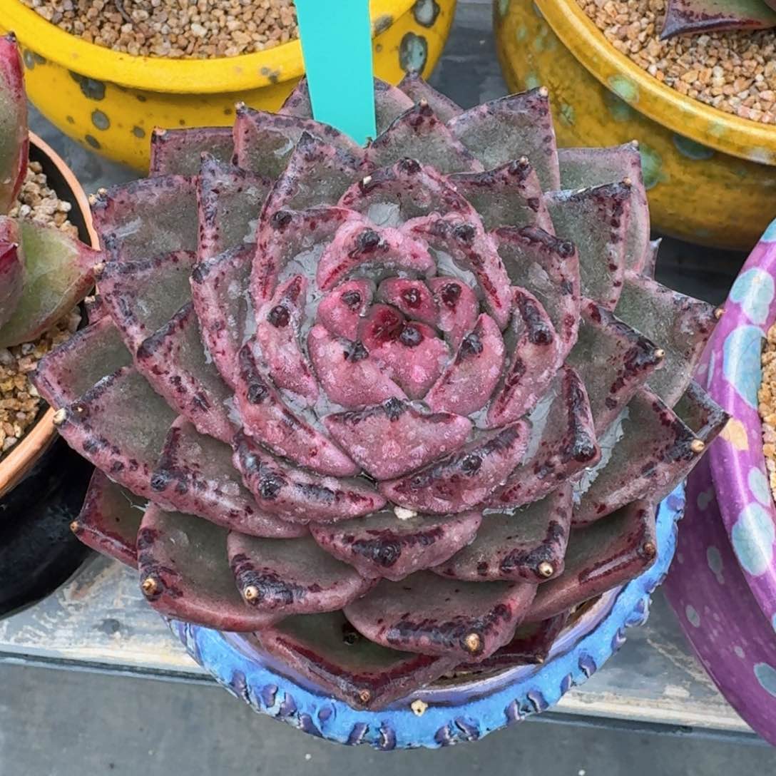 从前慢多肉精选编号0216.285