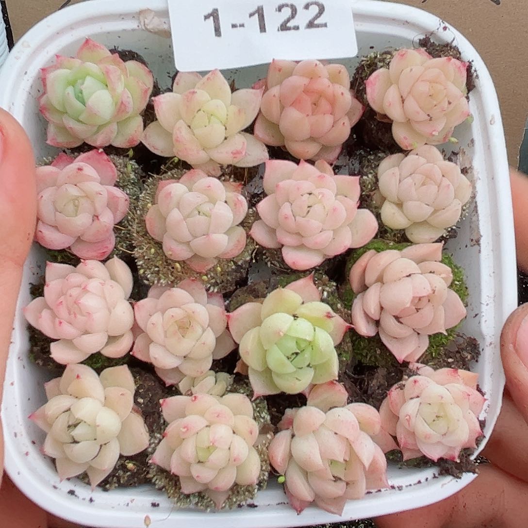 1-122 新疆西藏内蒙不发12.8包邮2-3公分多肉