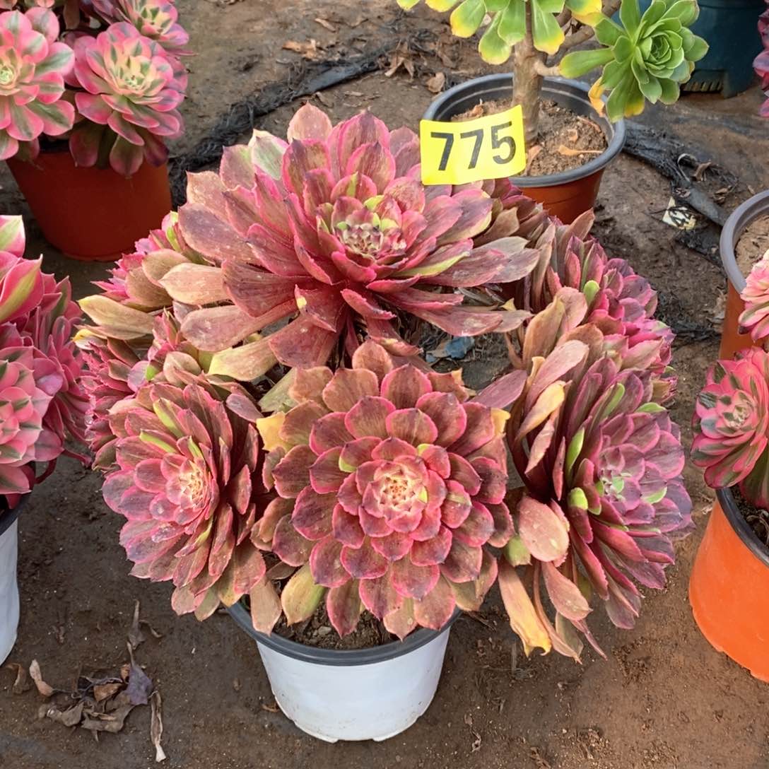 花脸粉黛多肉法师775