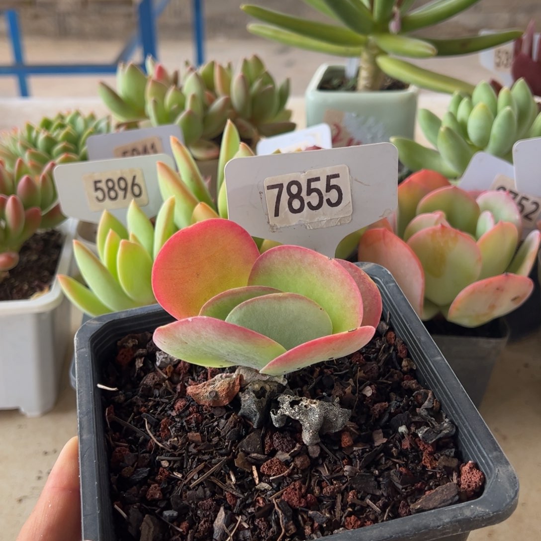 【闪购商品】唐印。 7855。11111111
