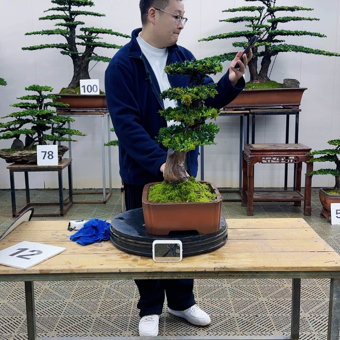 盆景罗汉松造型盆景