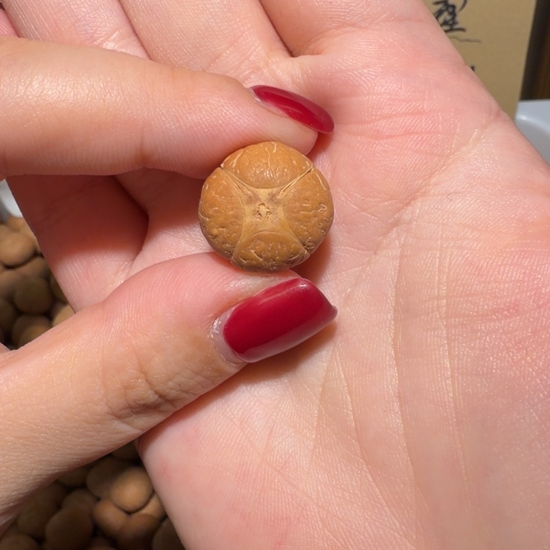 鬧***冇吊坠凤眼菩提闹够了没有