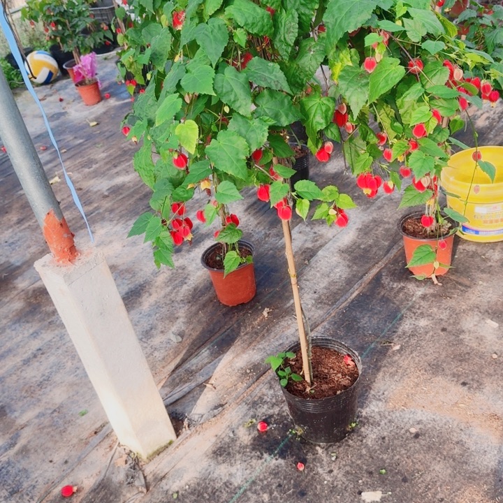 白***春完全开放一物一拍108