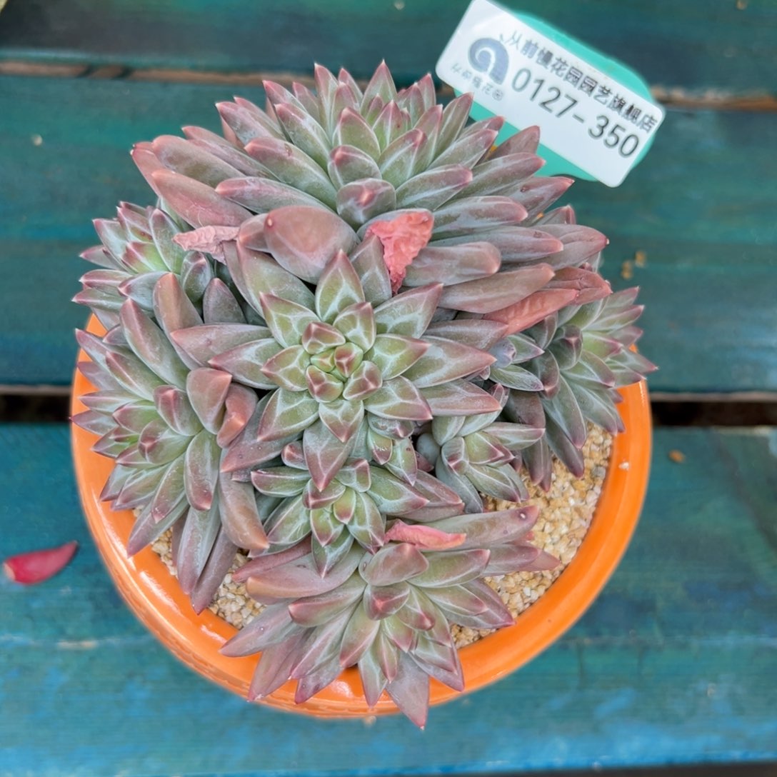 多肉一物一拍0127-350