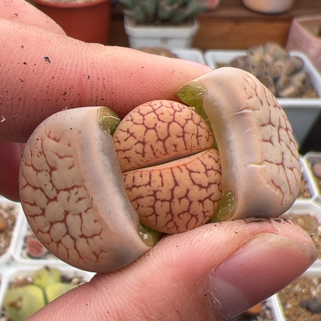 0272号镇魂石 多肉植物